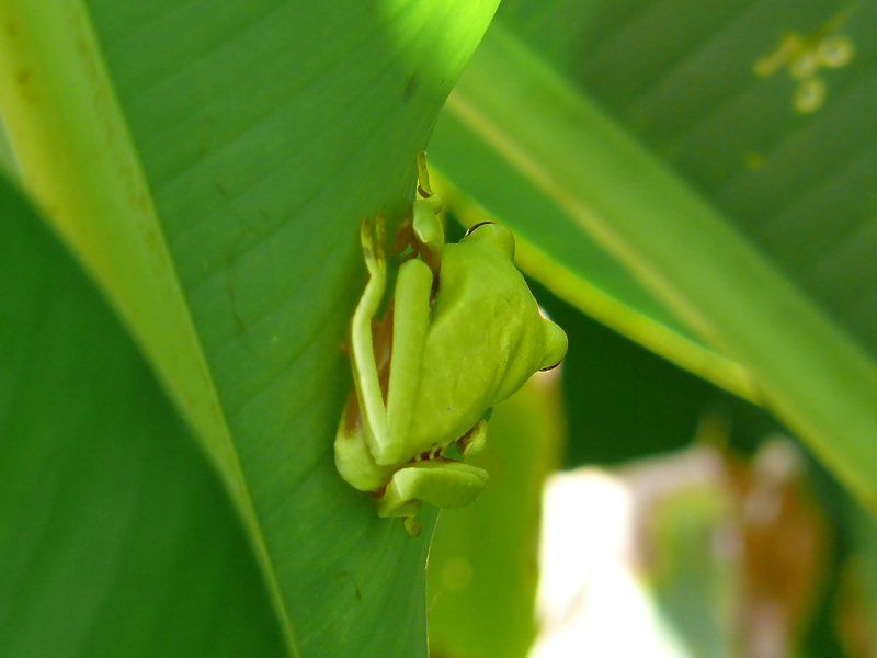 Rotaugenfrosch II