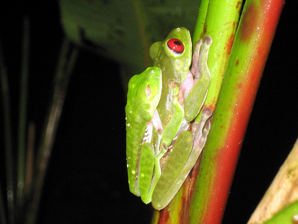 Rotaugenfrosch im Doppelpack