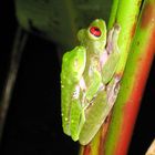 Rotaugenfrosch im Doppelpack