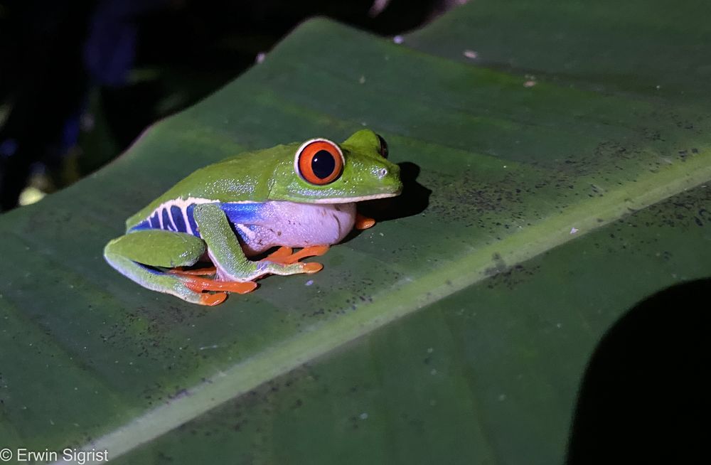 Rotaugenfrosch - Rio Celeste (Costa Rica)