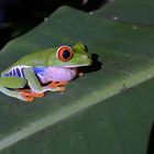 Rotaugenfrosch - Rio Celeste (Costa Rica)