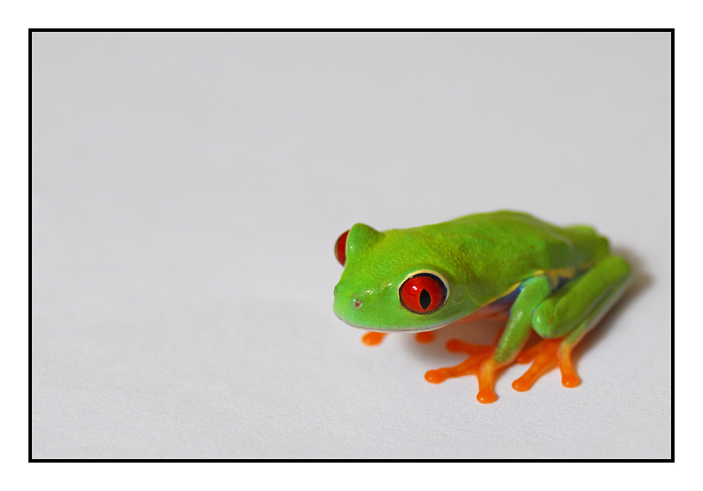 Rotaugenlaubfrosch #1 (Agalychnis callidryas)