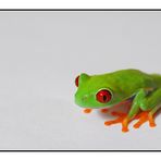 Rotaugenlaubfrosch #1 (Agalychnis callidryas)