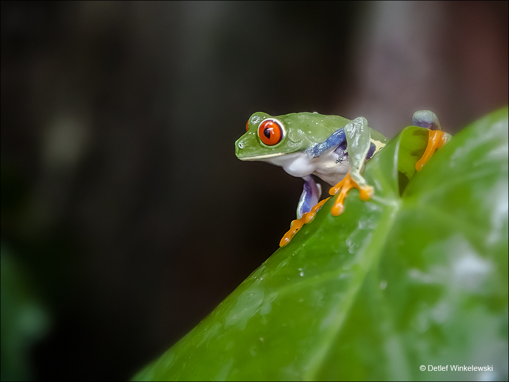 Rotaugenlaubfrosch