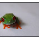 Rotaugenlaubfrosch #2 (Agalychnis callidryas)