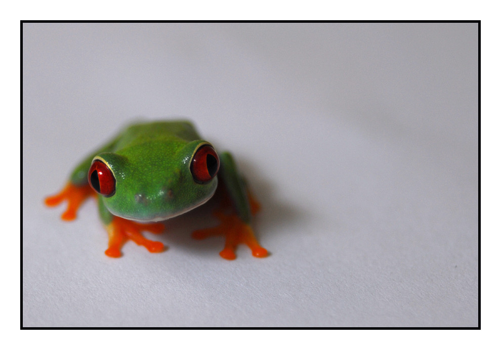 Rotaugenlaubfrosch #2 (Agalychnis callidryas)