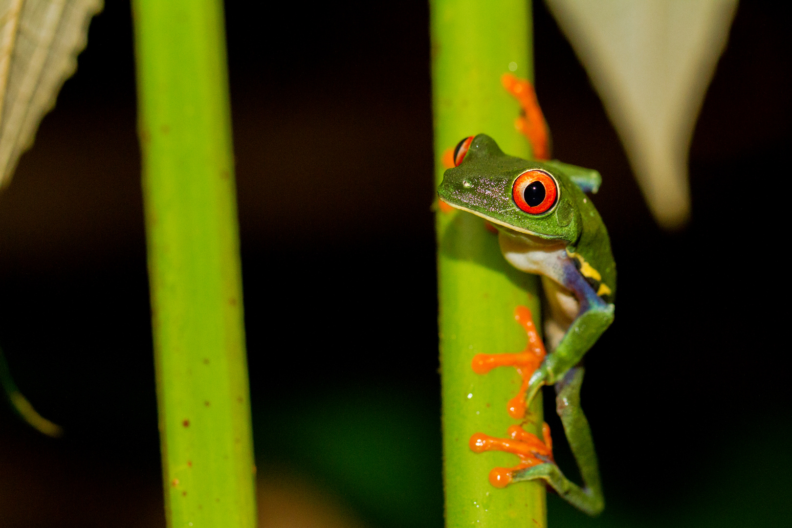 Rotaugenlaubfrosch