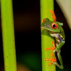 Rotaugenlaubfrosch