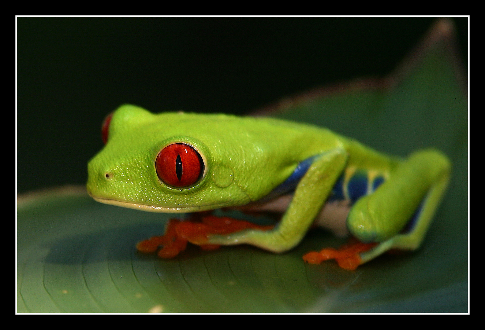 Rotaugenlaubfrosch