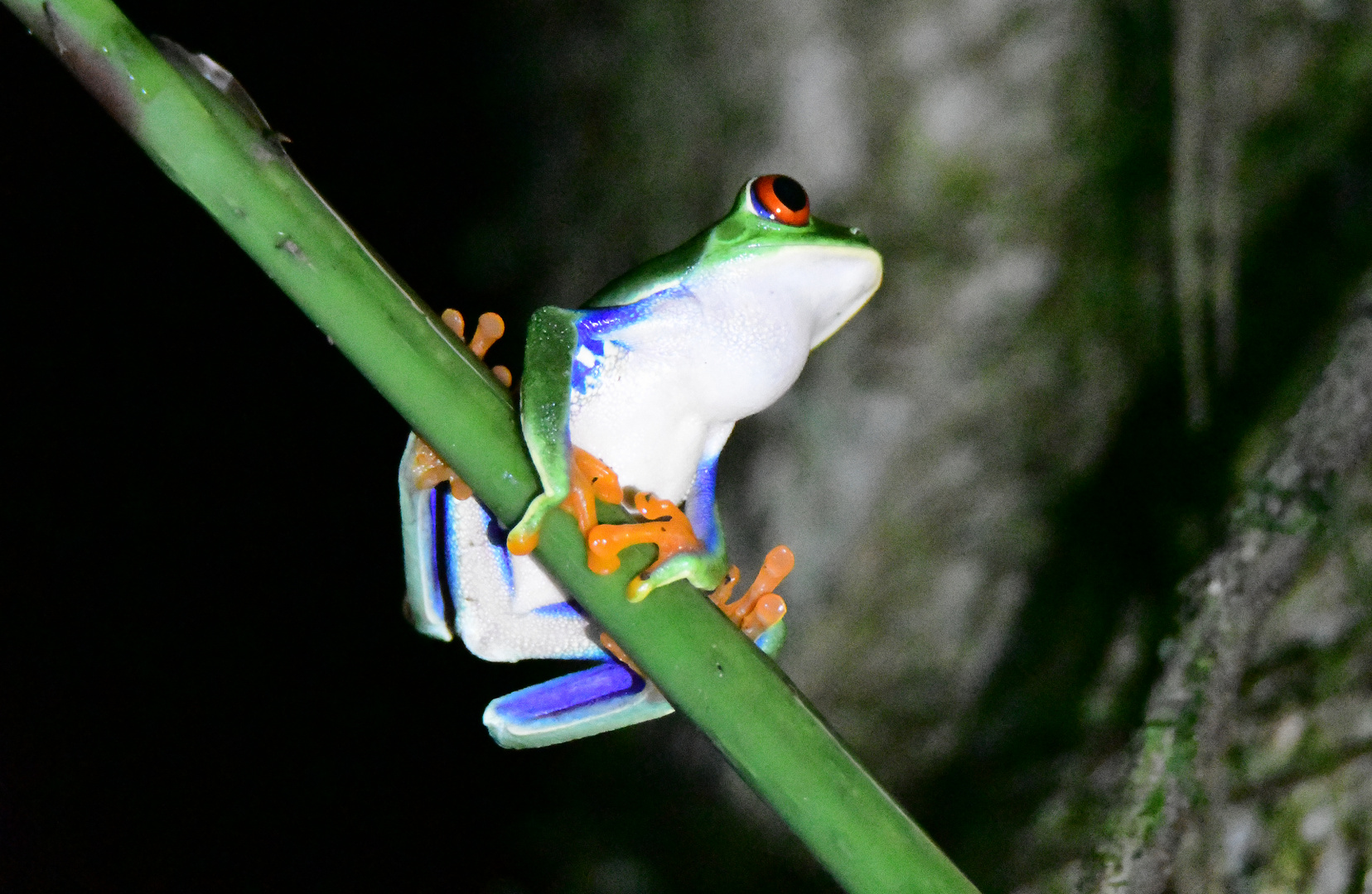 Rotaugenlaubfrosch