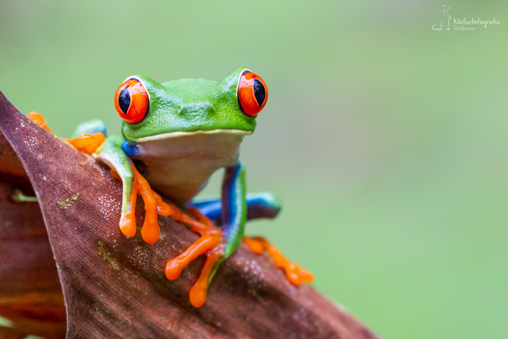 Rotaugenlaubfrosch