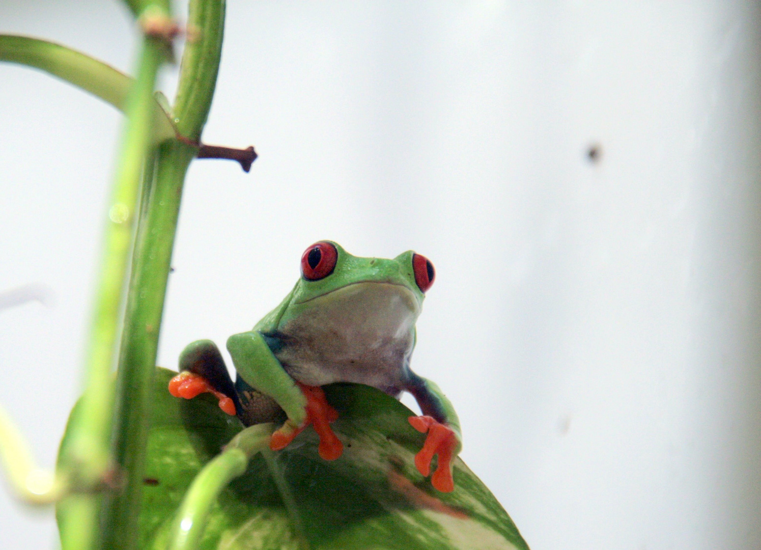 Rotaugenlaubfrosch.