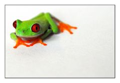 Rotaugenlaubfrosch #3 (Agalychnis callidryas)