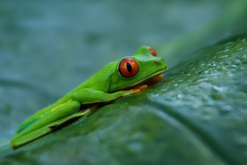 Rotaugenlaubfrosch