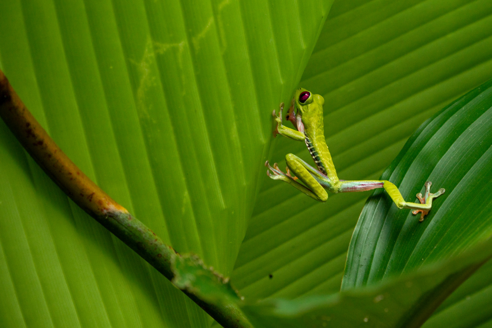 Rotaugenlaubfrosch