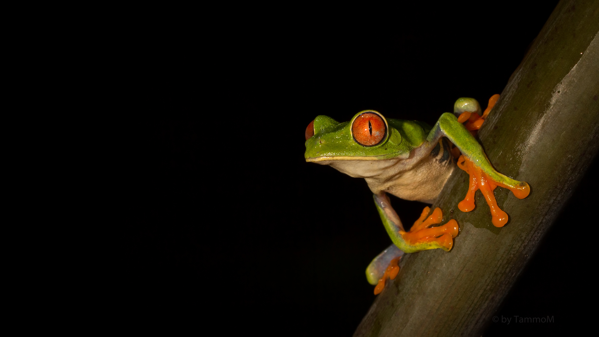 Rotaugenlaubfrosch