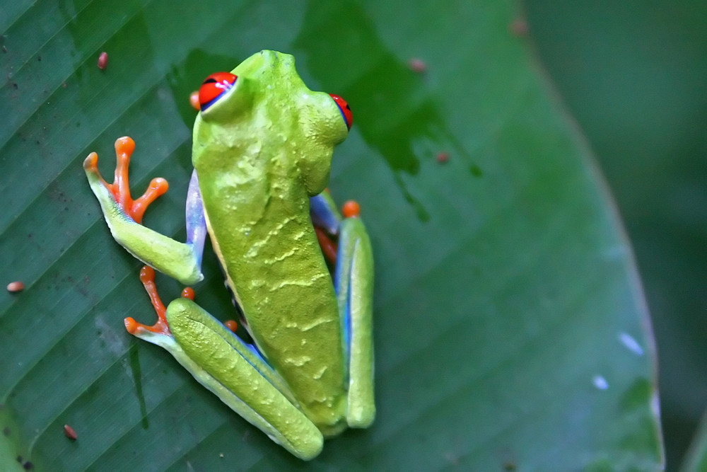 Rotaugenlaubfrosch