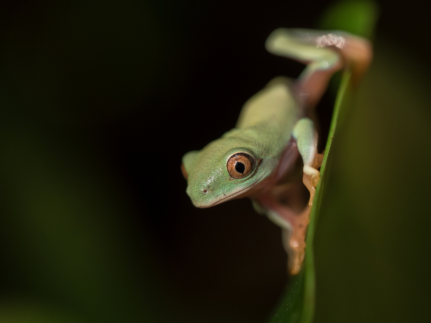 Rotaugenlaubfrosch