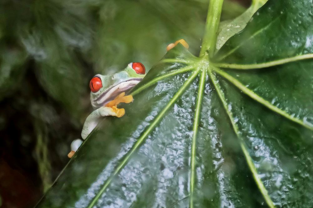 Rotaugenlaubfrosch