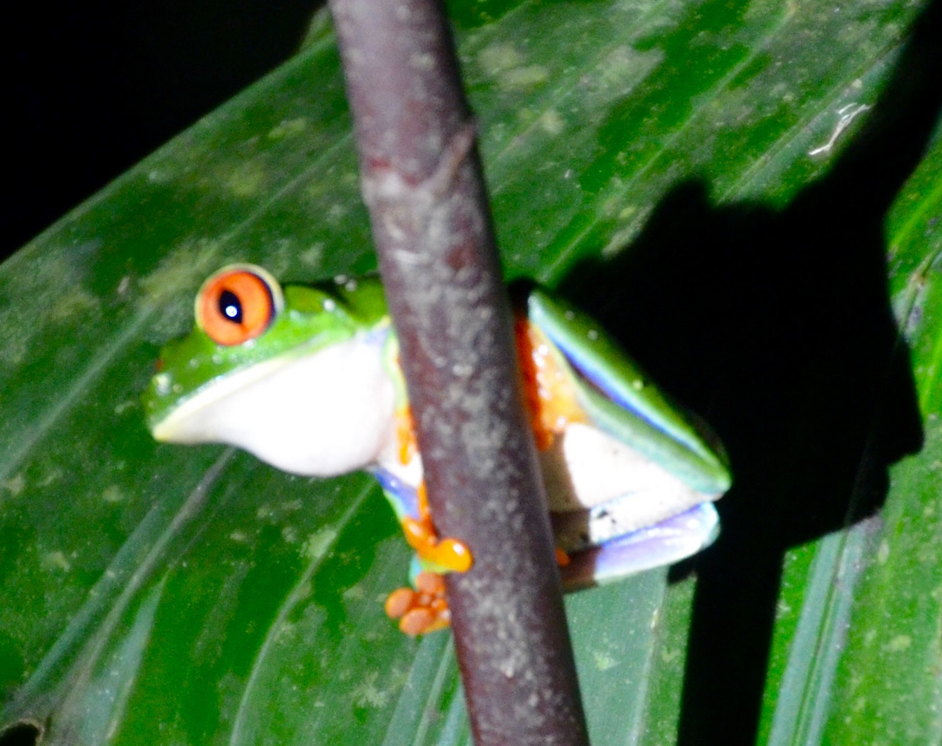 Rotaugenlaubfrosch