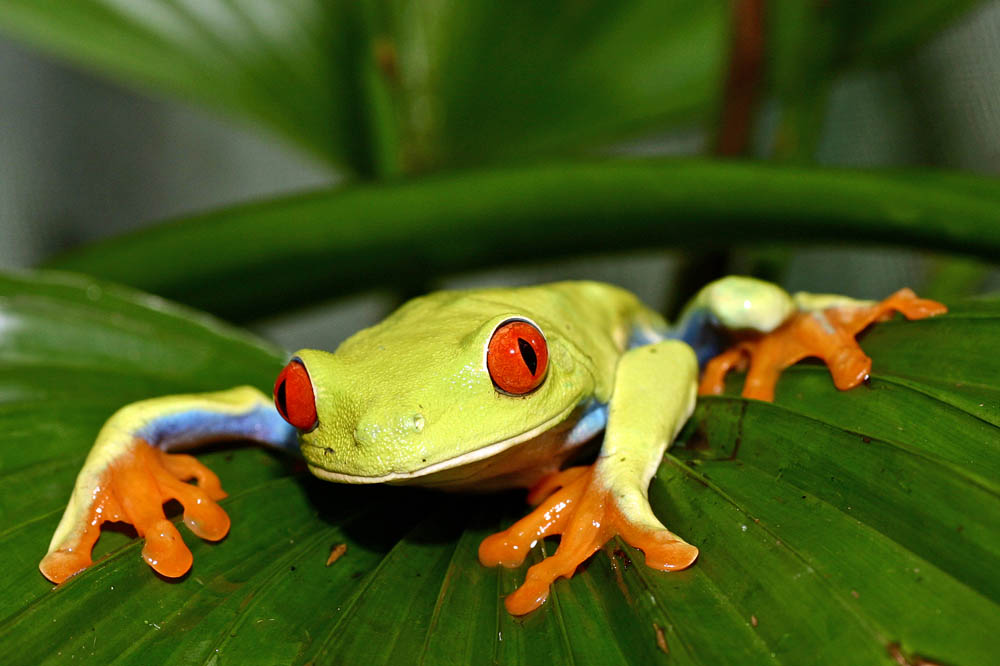 Rotaugenlaubfrosch