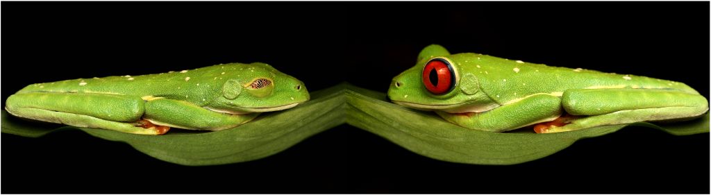 Rotaugenlaubfrosch