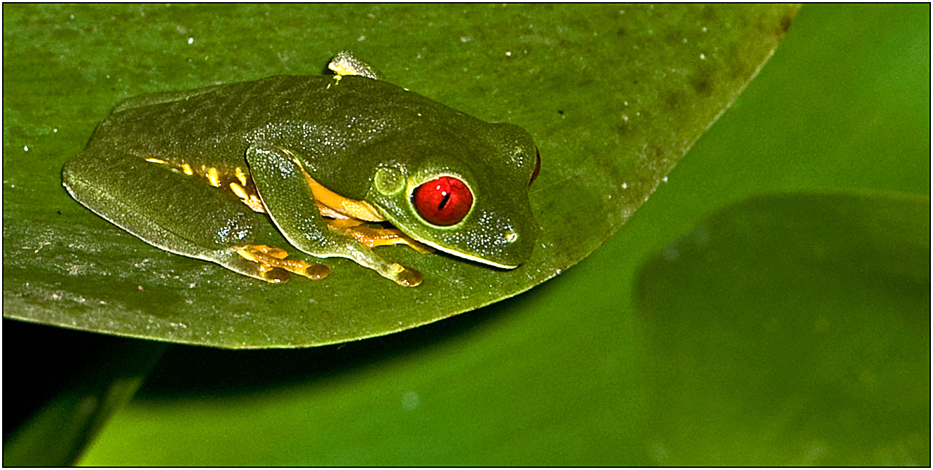 Rotaugenlaubfrosch