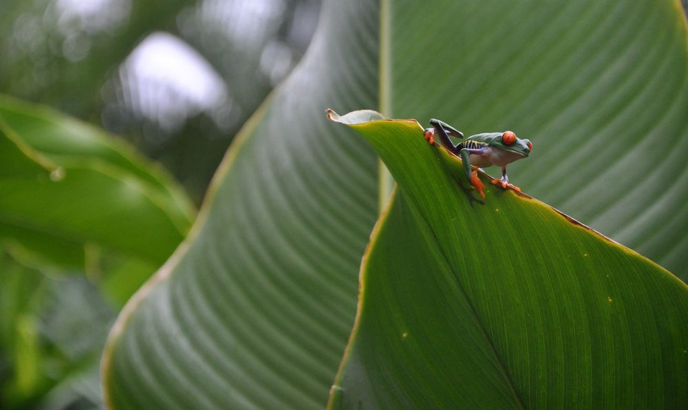 Rotaugenlaubfrosch