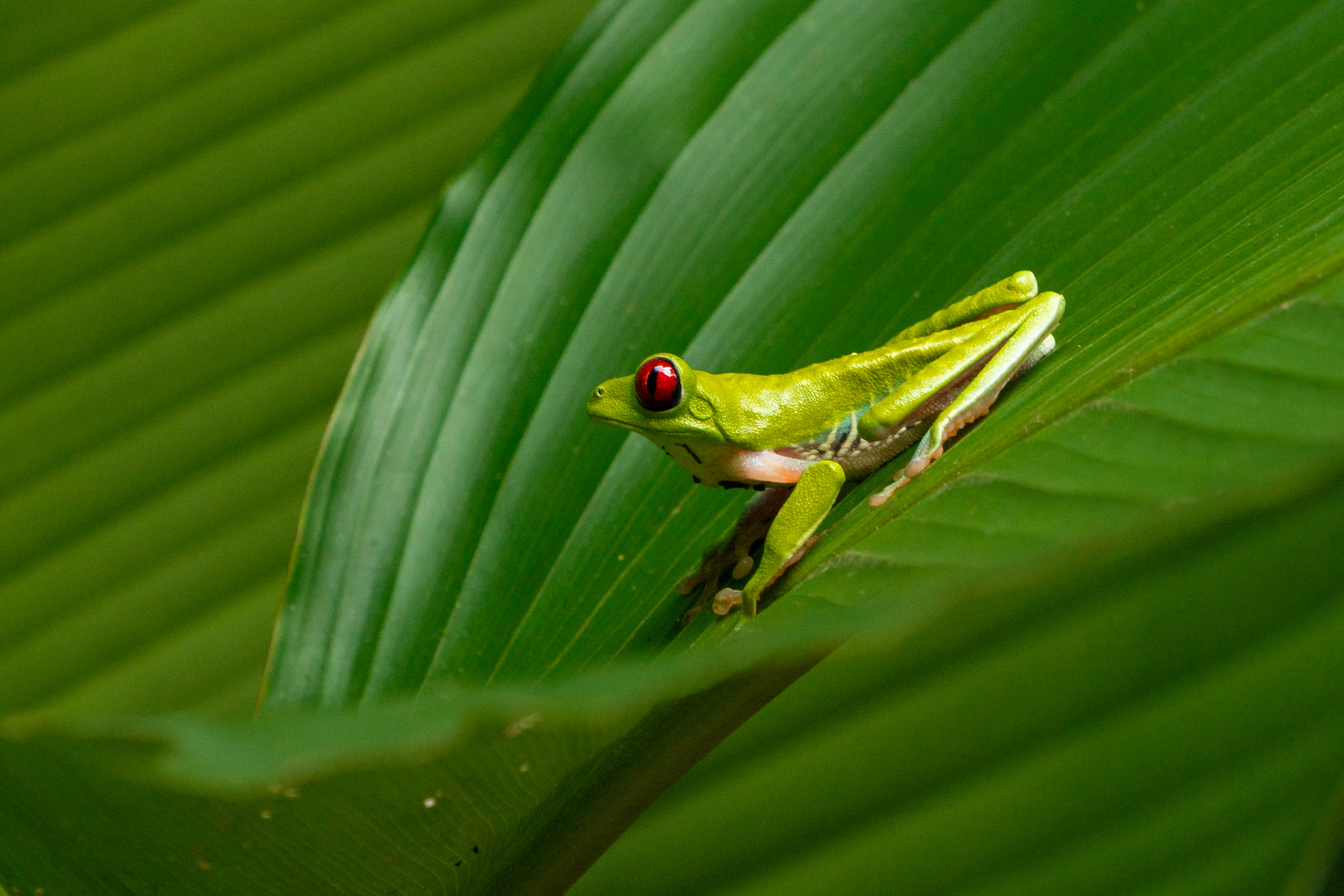 Rotaugenlaubfrosch