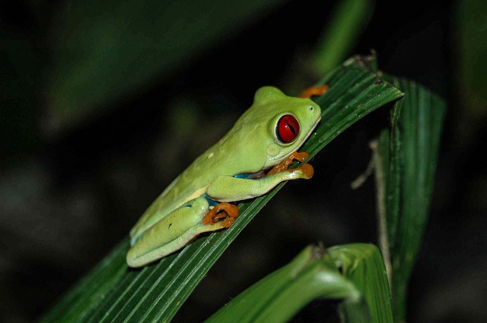 Rotaugenlaubfrosch