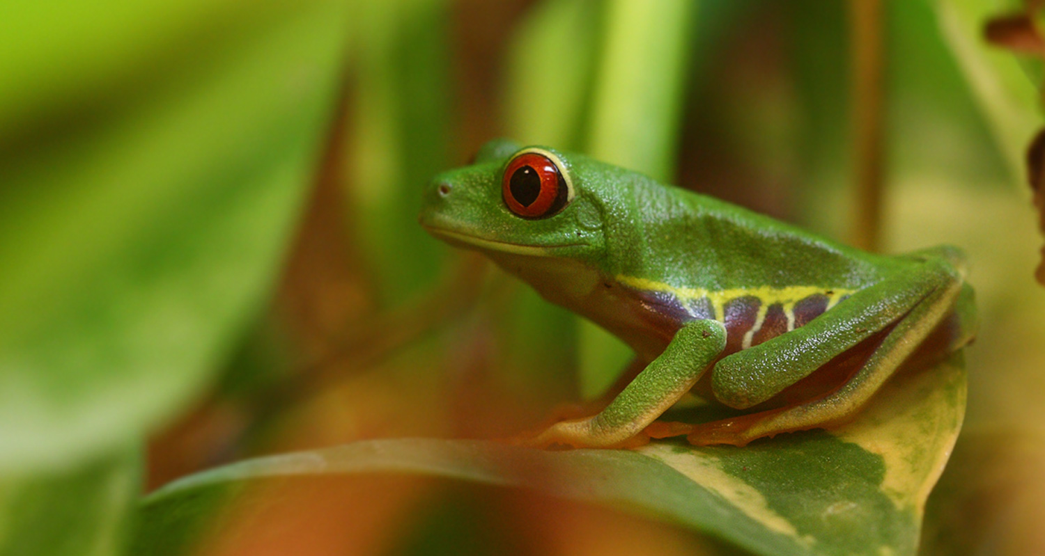 Rotaugenlaubfrosch