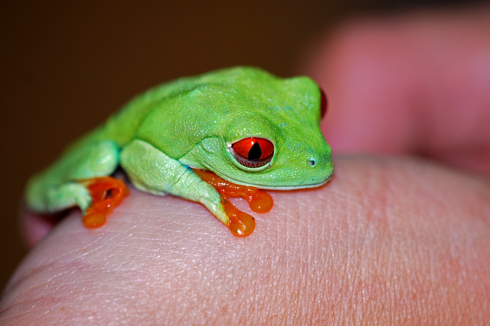 Rotaugenlaubfrosch