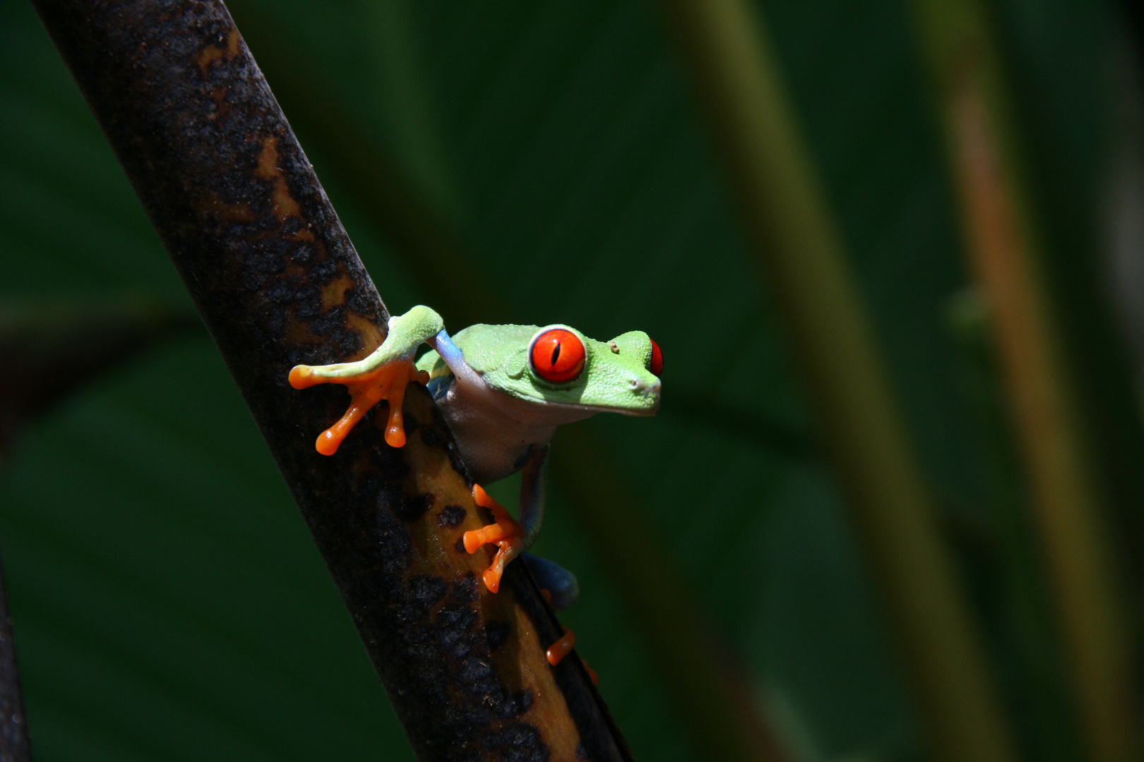 Rotaugenlaubfrosch