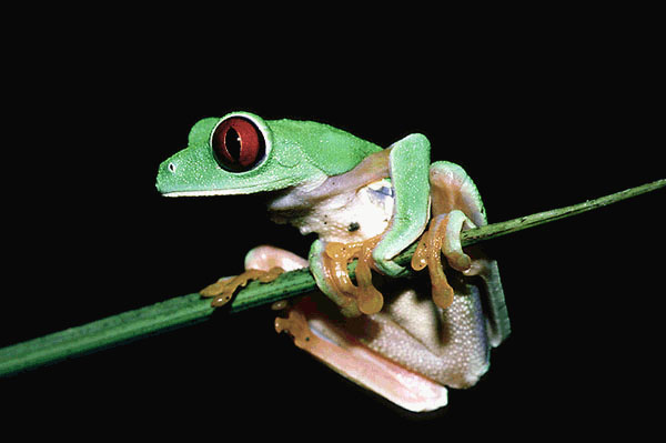 Rotaugenlaubfrosch (Agalychnis callidryas)