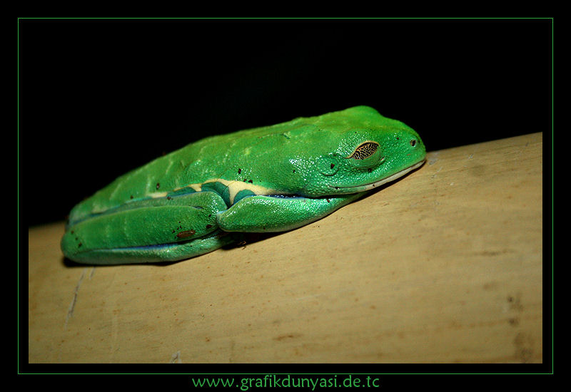 Rotaugenlaubfrosch - Agalychnis callidryas