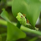 Rotaugenlaubfrosch (Agalychnis callidryas) 