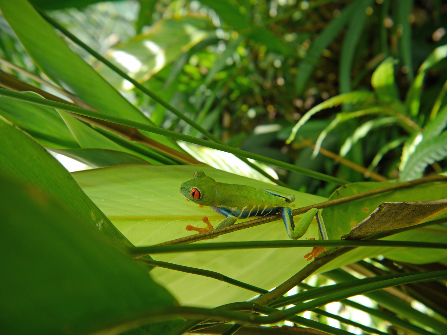 Rotaugenlaubfrosch (Agalychnis callidryas)