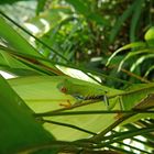 Rotaugenlaubfrosch (Agalychnis callidryas)