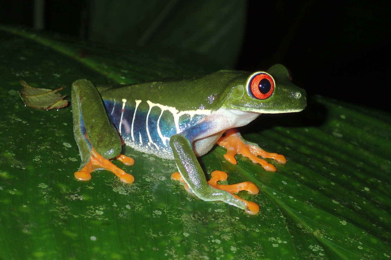 Rotaugenlaubfrosch (Agalychnis callidryas)