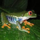 Rotaugenlaubfrosch (Agalychnis callidryas)