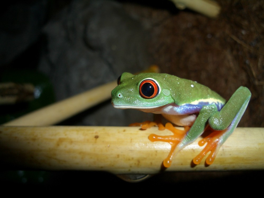 rotaugenlaubfrosch (Agalychnis calydrias)