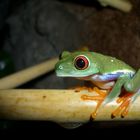 rotaugenlaubfrosch (Agalychnis calydrias)