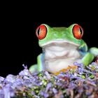 Rotaugenlaubfrosch auf Blüte