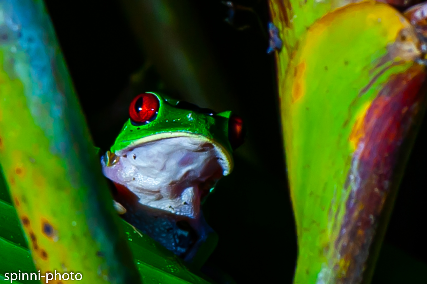  Rotaugenlaubfrosch