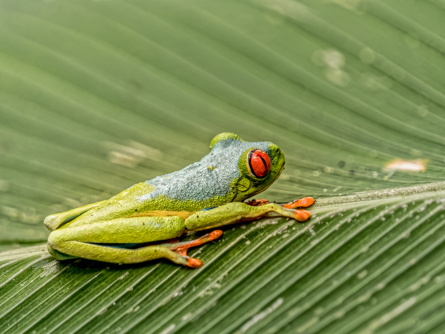 Rotaugenlaubfrosch