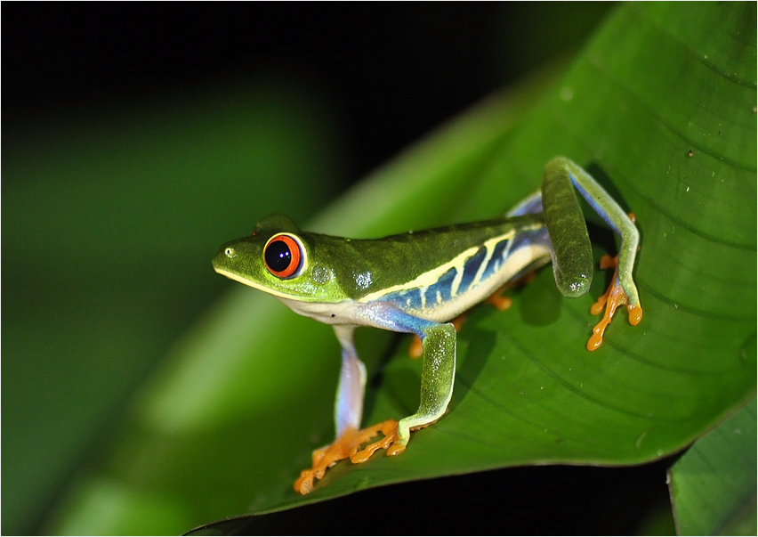 Rotaugenlaubfrosch