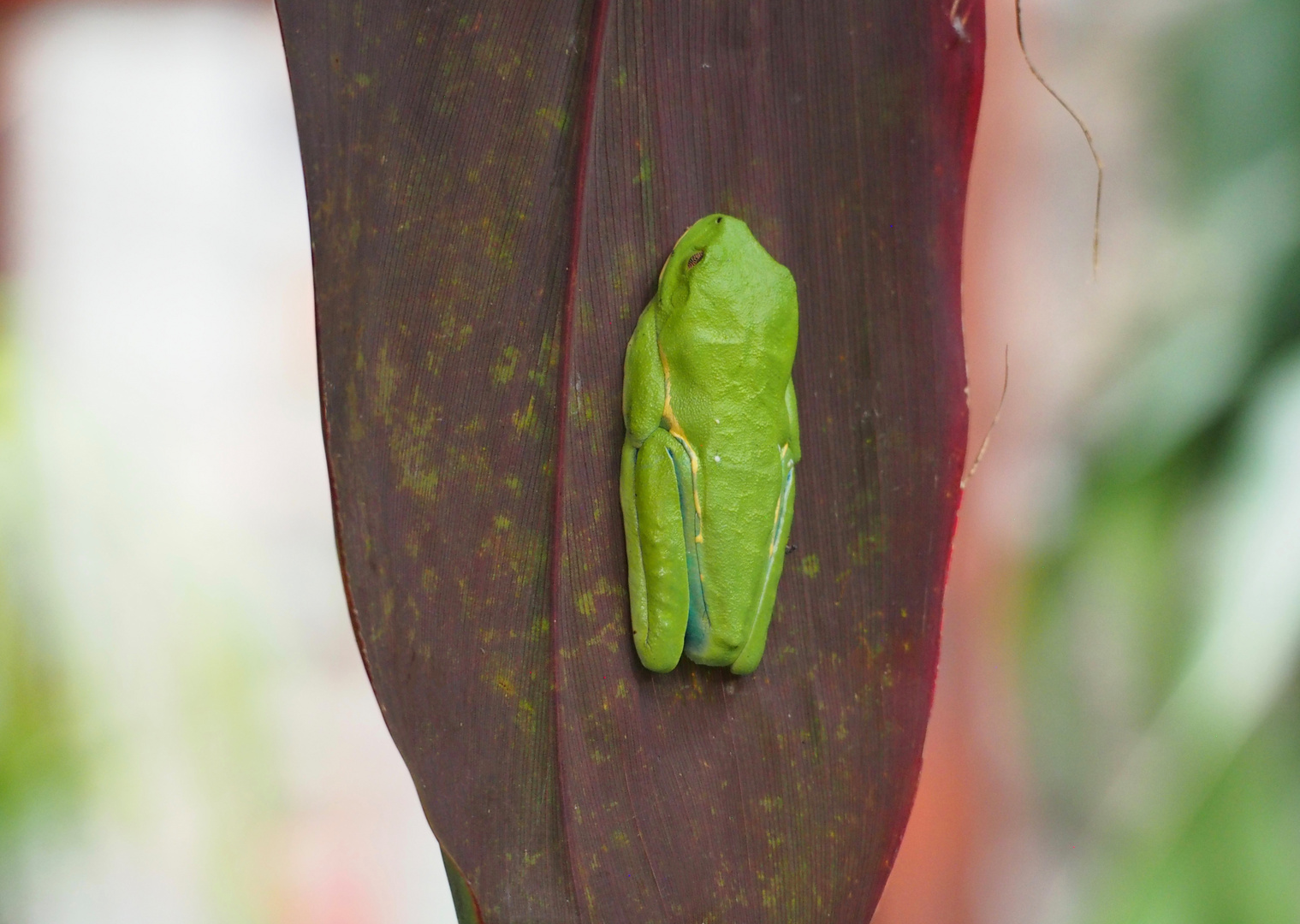 ROTAUGENLAUBFROSCH