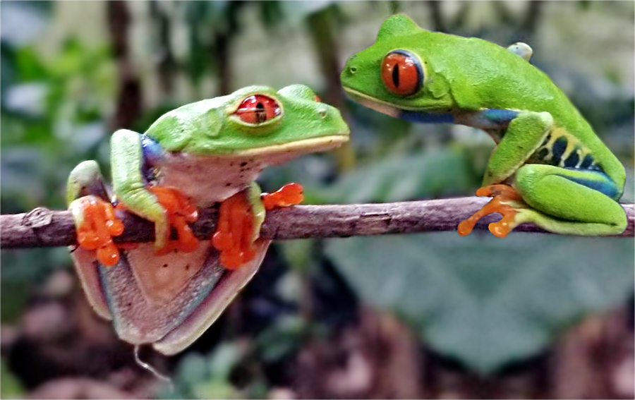 Rotaugenlaubfrosch - Costa Rica - 02 2002 -