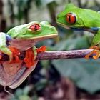 Rotaugenlaubfrosch - Costa Rica - 02 2002 -