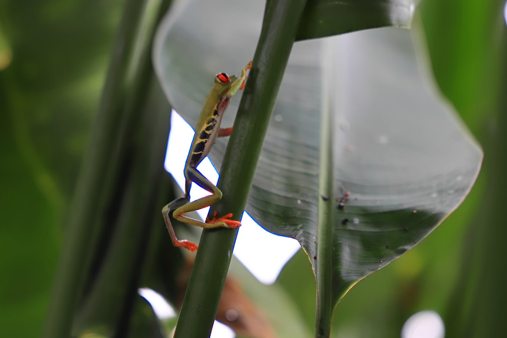 Rotaugenlaubfrosch - Costa Rica